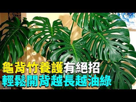 龜背芋 室內|龜背芋照顧指南：3分鐘搞懂養護祕訣，完整教學讓你。